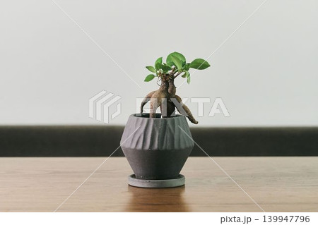 ミニ観葉植物のクローズアップ|インテリア・癒し・ミニマル・ライフスタイル ミニ観葉植物のクローズアップ|インテリア・癒し・ミニマル・ライフスタイル 139947796