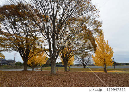 笠松運動公園の秋の風景 #2 笠松運動公園の秋の風景 #2 139947823