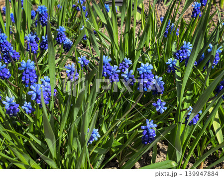 Muscari Armeniacum Blue Grape Hyacinth Spring Flowers Garden Bed Muscari Armeniacum Blue Grape Hyacinth Spring Flowers Garden Bed 139947884