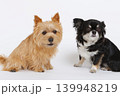 おすわりする茶テリアと黒チワワ おすわりする茶テリアと黒チワワ 139948219