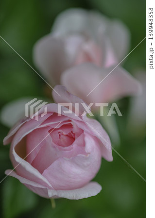 バラ園の春バラの花 バラ園の春バラの花 139948358