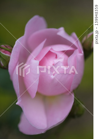 バラ園の春バラの花 バラ園の春バラの花 139948359