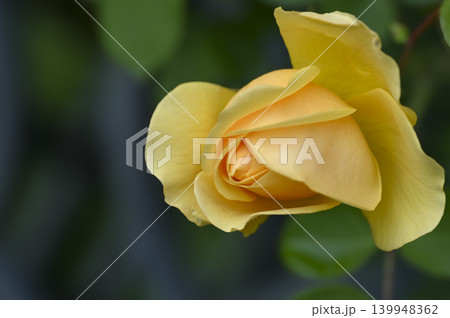 バラ園の春バラの花 バラ園の春バラの花 139948362