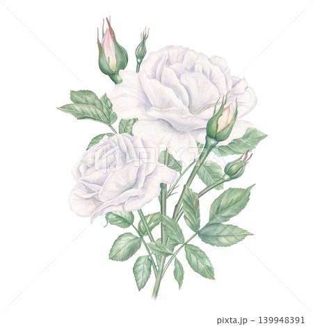 White rose flower bouquet watercolor botanical illustration. Flowers, green leaves and buds floral arrangement. Romantic art for wedding invitation, greeting card and scrapbooking design. White rose flower bouquet watercolor botanical illustration. Flowers, green leaves and buds floral arrangement. Romantic art for wedding invitation, greeting card and scrapbooking design. 139948391