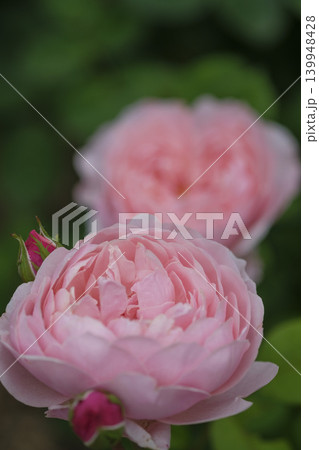 バラ園の春バラの花 139948428