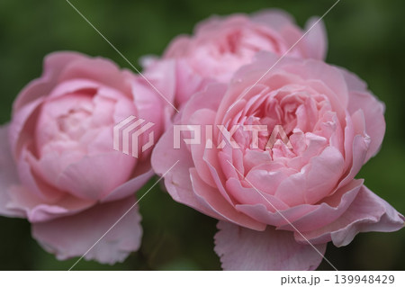 バラ園の春バラの花 バラ園の春バラの花 139948429