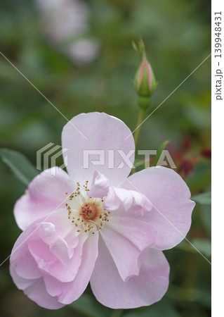 バラ園の春バラの花 バラ園の春バラの花 139948431
