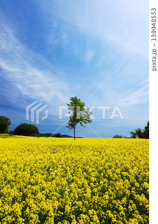 福島県喜多方市 三ノ倉高原花畑に咲く菜の花と一本の木と青空の風景 福島県喜多方市 三ノ倉高原花畑に咲く菜の花と一本の木と青空の風景 139948553