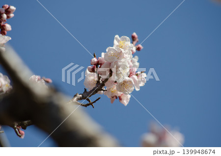 青空を背景に咲く梅の花、日本の早春の風景 青空を背景に咲く梅の花、日本の早春の風景 139948674