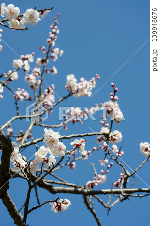青空を背景に咲く梅の花、日本の早春の風景 青空を背景に咲く梅の花、日本の早春の風景 139948676