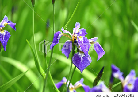 龍王峡のアヤメの花 龍王峡のアヤメの花 139948693