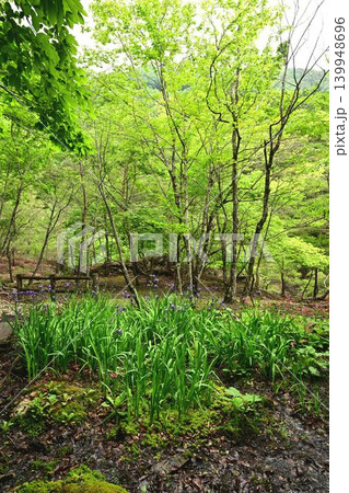 龍王峡のアヤメの群生 龍王峡のアヤメの群生 139948696
