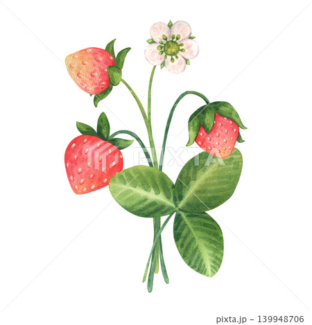 Simple bouquet of ripe wild strawberry branches with green leave and white flower in cartoon style. Watercolor hand-drawn illustration for spring and summer design postcards, textile, and packaging. Simple bouquet of ripe wild strawberry branches with green leave and white flower in cartoon style. Watercolor hand-drawn illustration for spring and summer design postcards, textile, and packaging. 139948706