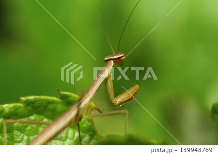 カマキリの幼虫のクローズアップ（オオカマキリと思われる） 139948769