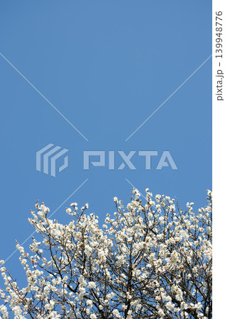 青空を背景に咲く梅の花、日本の早春の風景 139948776