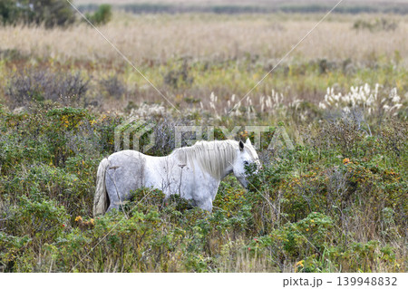 涛沸湖の草原を守る馬 139948832