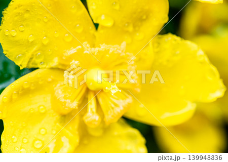 初夏を彩るヒペリカムヒドコートの黄色い花が雨に濡れている 139948836