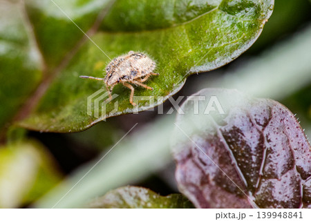 葉の上を移動するブチヒゲカメムシの幼虫 139948841