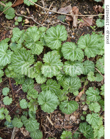 This is a patterned Saxifraga stolonifera leaf. This is a patterned Saxifraga stolonifera leaf. 139948875