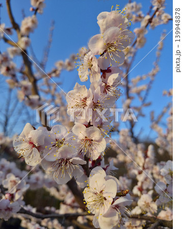 Apricot flower on nature background Apricot flower on nature background 139948878