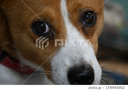 穏やかな表情を見せる家庭犬 穏やかな表情を見せる家庭犬 139948902