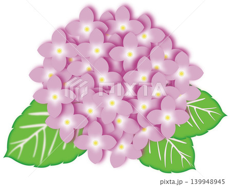 紫陽花のイラスト ピンク 梅雨の花素材 紫陽花のイラスト ピンク 梅雨の花素材 139948945