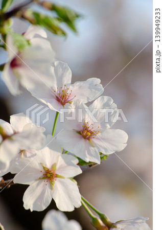 夕日が当たる桜の花のクローズアップ 夕日が当たる桜の花のクローズアップ 139949233