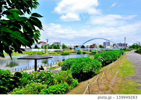 旧中川水辺公園周辺の紫陽花 旧中川水辺公園周辺の紫陽花 139949263