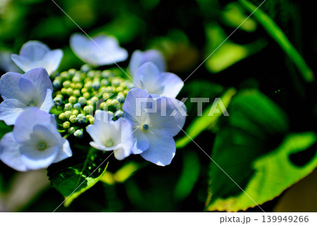 旧中川水辺公園周辺の紫陽花 旧中川水辺公園周辺の紫陽花 139949266