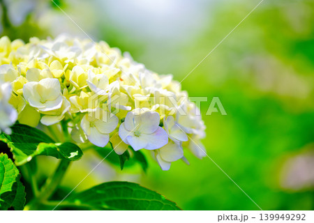 旧中川水辺公園周辺の紫陽花 旧中川水辺公園周辺の紫陽花 139949292