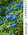 京都　善峯寺　白山桜あじさい苑　満開の紫陽花 139949317