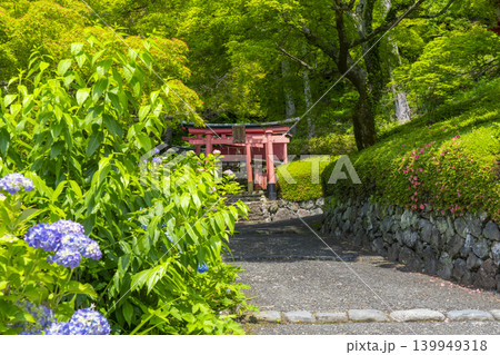 京都 善峯寺 紫陽花越しに見える稲荷社 京都 善峯寺 紫陽花越しに見える稲荷社 139949318