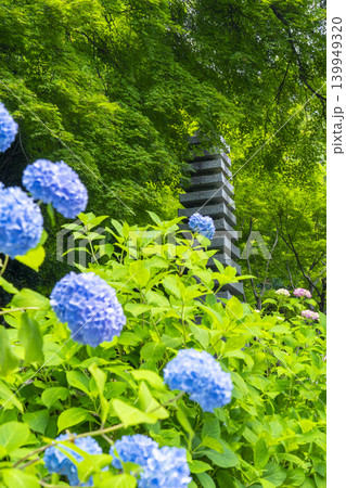 善峯寺 白山桜あじさい苑 満開の紫陽花 善峯寺 白山桜あじさい苑 満開の紫陽花 139949320
