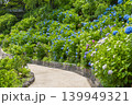 善峯寺　白山桜あじさい苑　満開の紫陽花 139949321