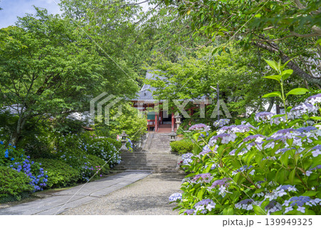 奈良　矢田寺本堂　満開のアジサイ 139949325