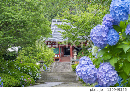 奈良 矢田寺本堂 満開のアジサイ 奈良 矢田寺本堂 満開のアジサイ 139949326