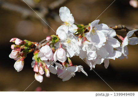 桜の花のクローズアップ、美しい早春の日本の景色 桜の花のクローズアップ、美しい早春の日本の景色 139949409
