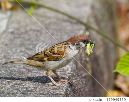 青虫をくわえたスズメ（親鳥）の給餌行動 139949550