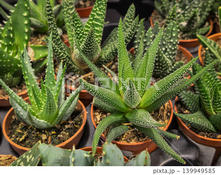 Haworthia Attenuata Succulents in Terracotta Pots Garden Center Display Haworthia Attenuata Succulents in Terracotta Pots Garden Center Display 139949585