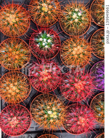 Colorful cacti with orange red pink and purple spines in small pots 139949661