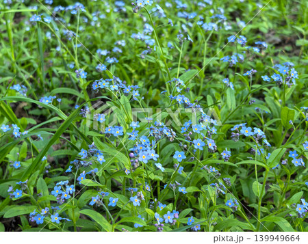 Forget me not blue flowers blooming in green spring meadow grass Forget me not blue flowers blooming in green spring meadow grass 139949664