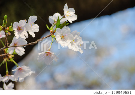 空が背景の桜の花の風景、コピースペース付き 139949681