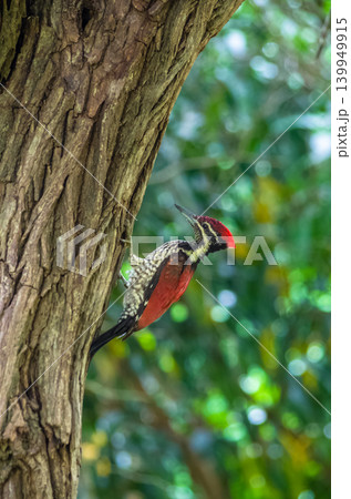 Red-Headed Woodpecker Clinging to Tree Trunk with Black and White Plumage Against Green Bokeh Background Red-Headed Woodpecker Clinging to Tree Trunk with Black and White Plumage Against Green Bokeh Background 139949915