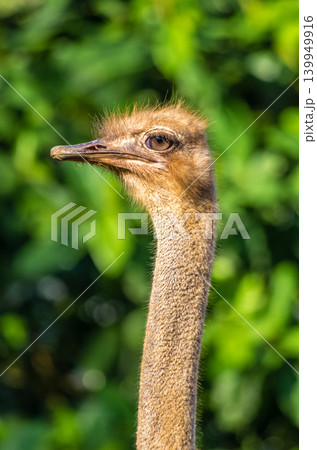 Close-Up Portrait of Ostrich Head and Long Neck Against Soft Green Bokeh Background 139949916