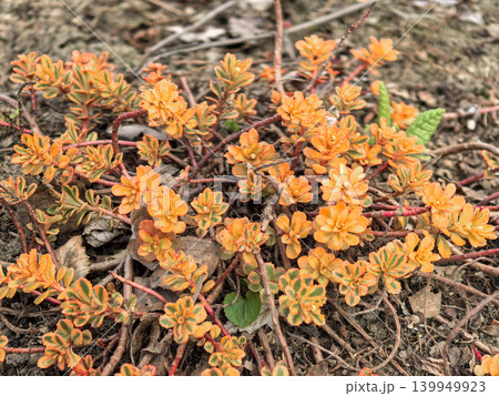 Vibrant Phedimus Middendorffianus Variegata Succulent in Spring Garden 139949923