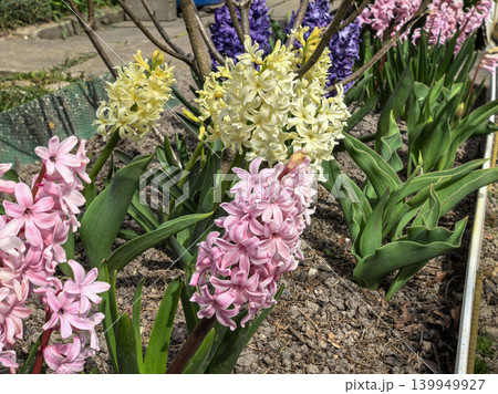 Colorful Mixed Hyacinthus Orientalis Pink Yellow Purple Spring Garden Bed 139949927