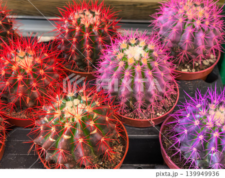 Colorful cacti with bright red and pink spines in pots at garden shop Colorful cacti with bright red and pink spines in pots at garden shop 139949936