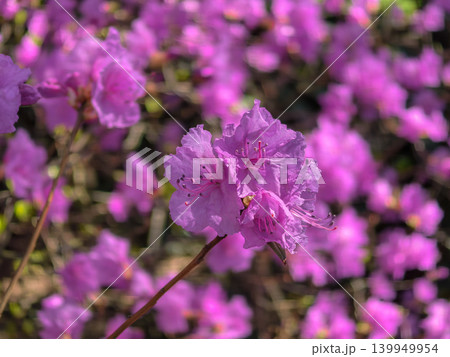 Macro Close Up of Purple Rhododendron Mucronulatum Flower Macro Close Up of Purple Rhododendron Mucronulatum Flower 139949954