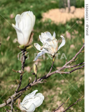 Spring Magnolia Stellata Royal Star Flowers on Branch Spring Magnolia Stellata Royal Star Flowers on Branch 139949955