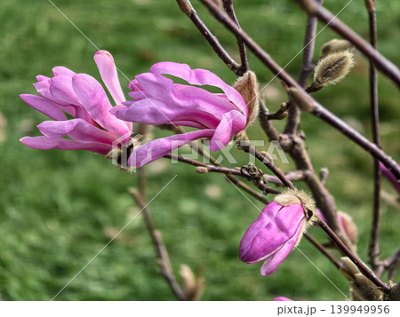 Beautiful Pink Star Magnolia Stellata Blossoms in the Sun Beautiful Pink Star Magnolia Stellata Blossoms in the Sun 139949956
